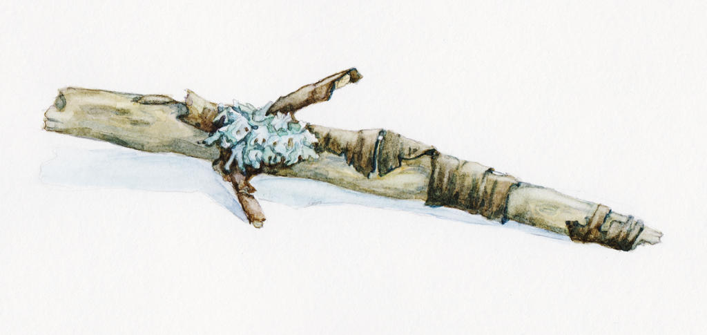 Twig by LittleRiAna on DeviantArt
