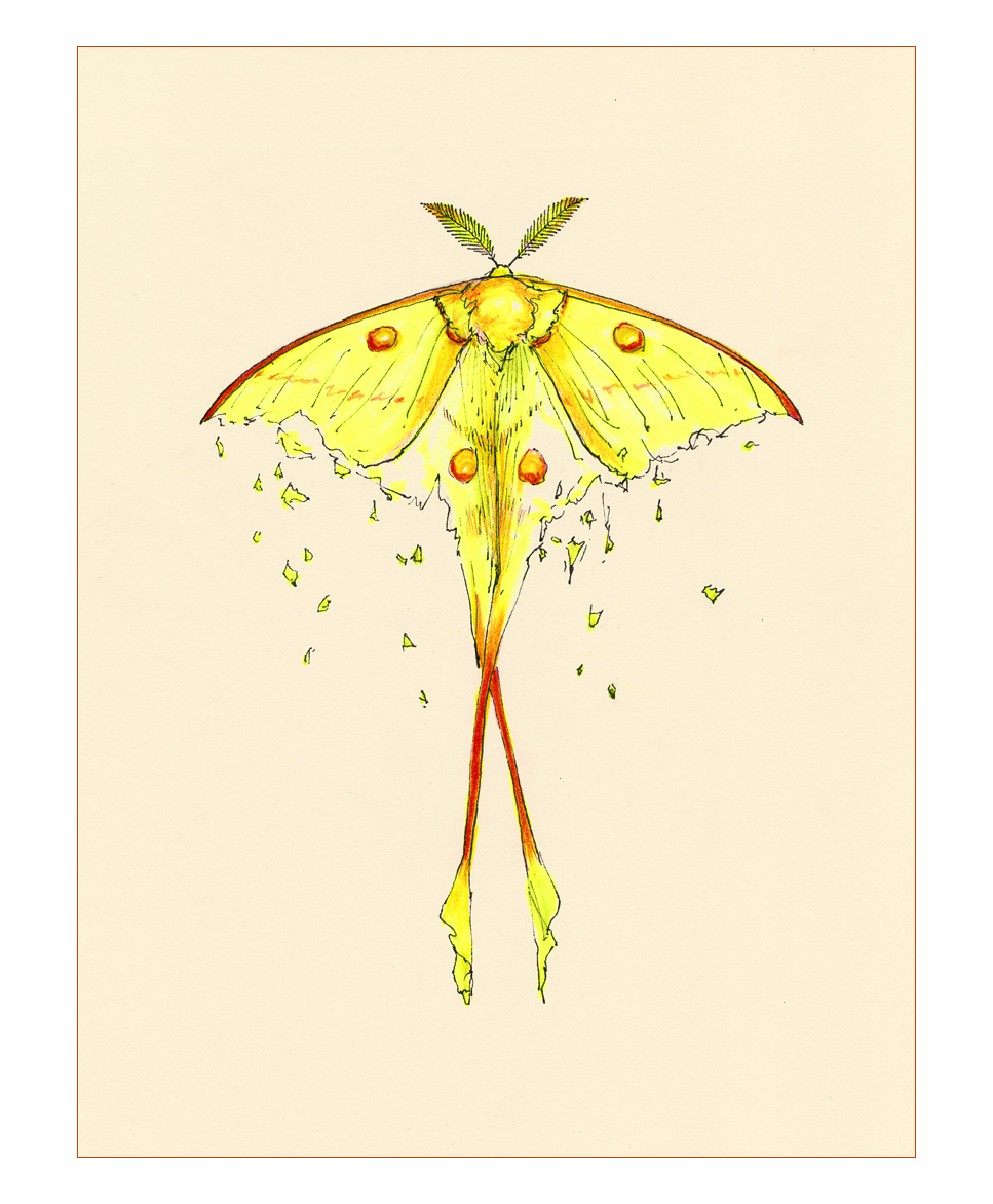 Comet moth