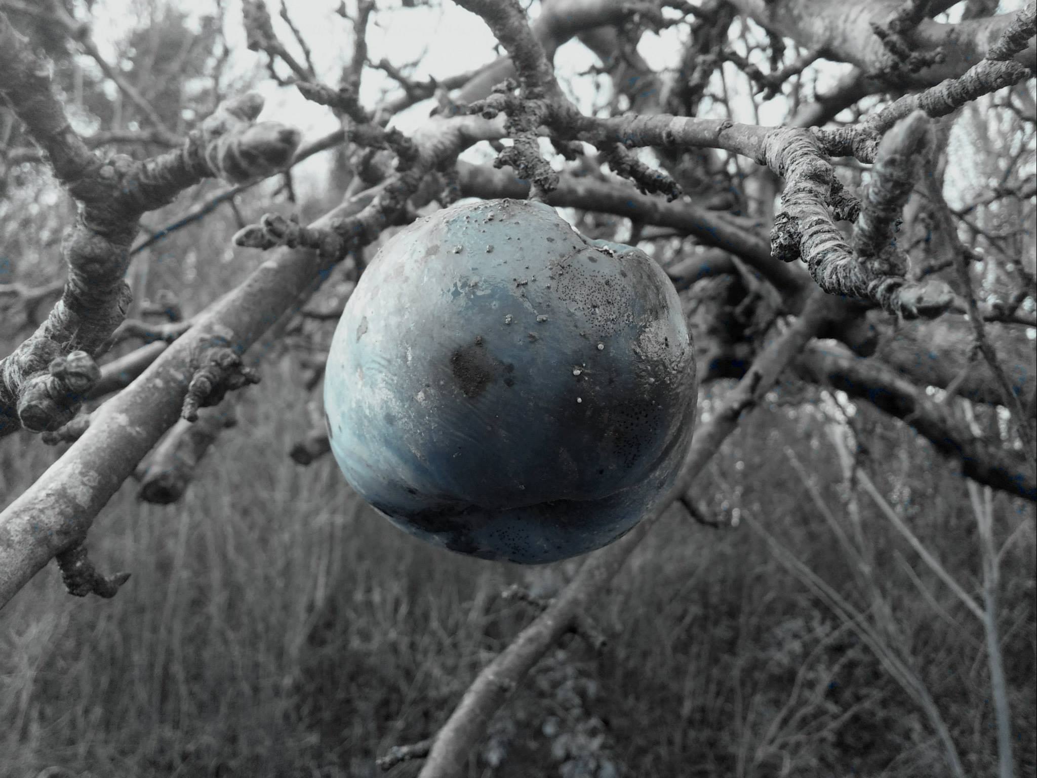 Dead, rotten, blue apple