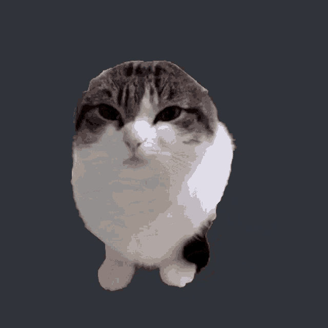 Wa Rav Cat wawa cat by kriszta008011 on DeviantArt