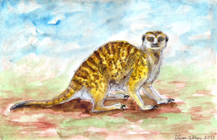 77. Meerkat