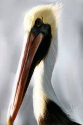 Stork Creature