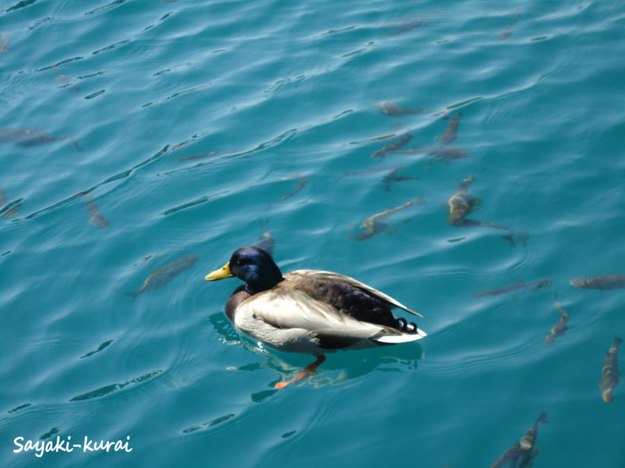 Patos en el lagoo!! wii (?)