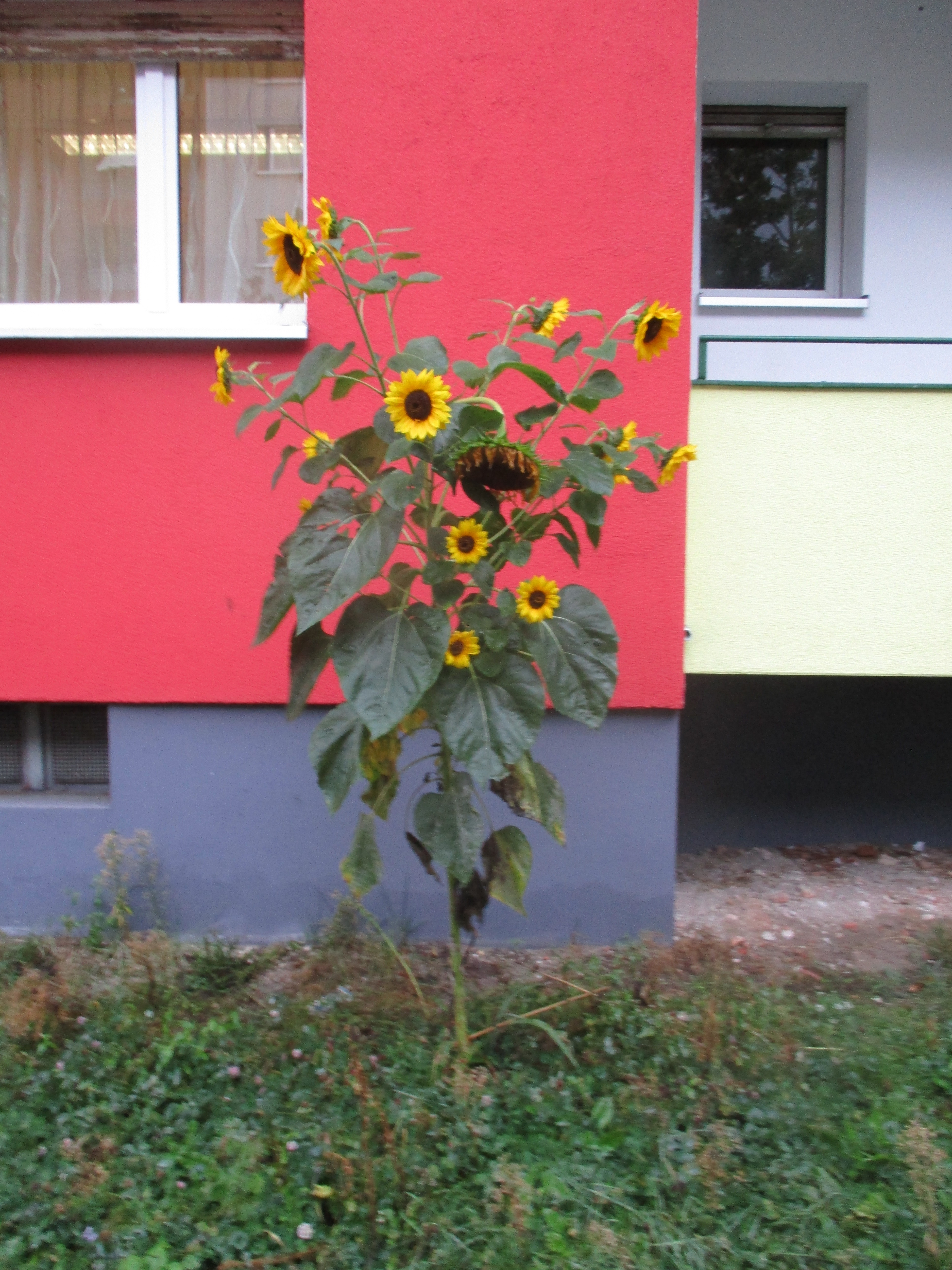 Piet Mondrian's Sunflower