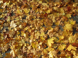 Autumn Leaves