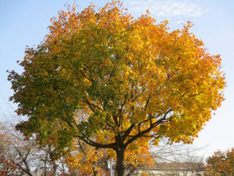 autumnal colour-shifting tree