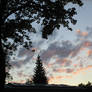 pink clouds and silhouette trees