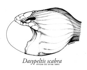 Dasypeltis scabra African Egg-eating Snake