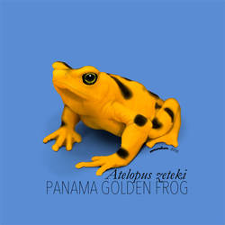 Atelopus zeteki, the Panamanian Golden Frog