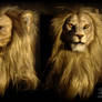 Warrior Lion