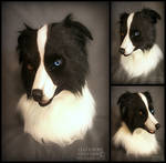 Border Collie by Qarrezel