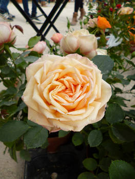 Rose 03