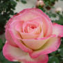 Rose 02