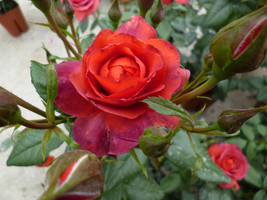 Rose 06