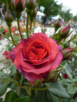 Rose 05