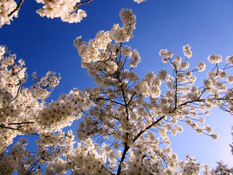 Sky of Blossoms