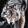 Loup/Wolf