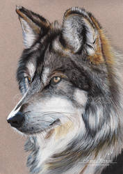 Grey wolf