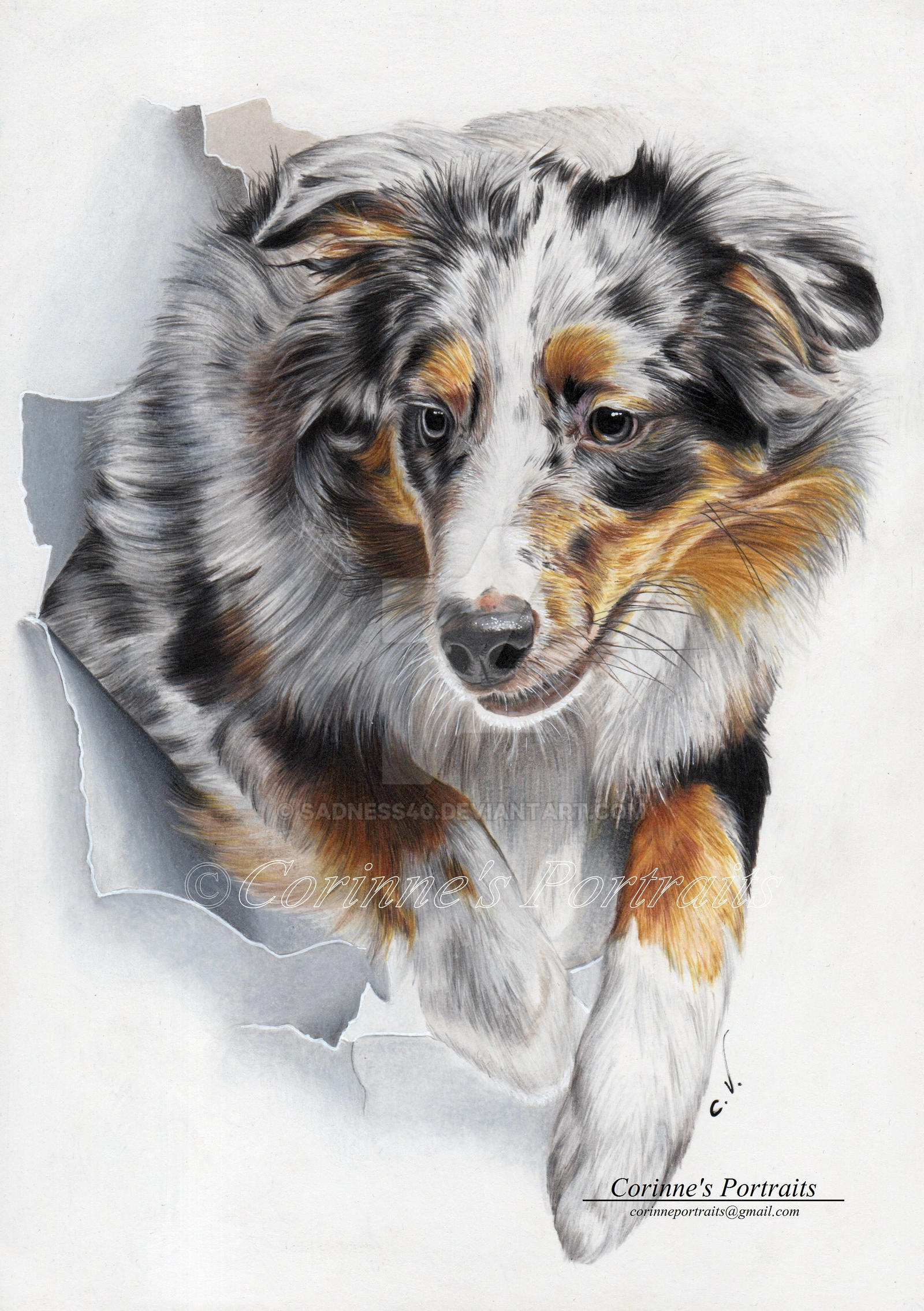 Berger Australien Australian Shepherd By Sadness40 On Deviantart Berger Australien Australian Shepherd By Sadness40 On Deviantart