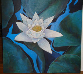 Waterlily