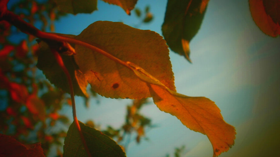 autumn leaf