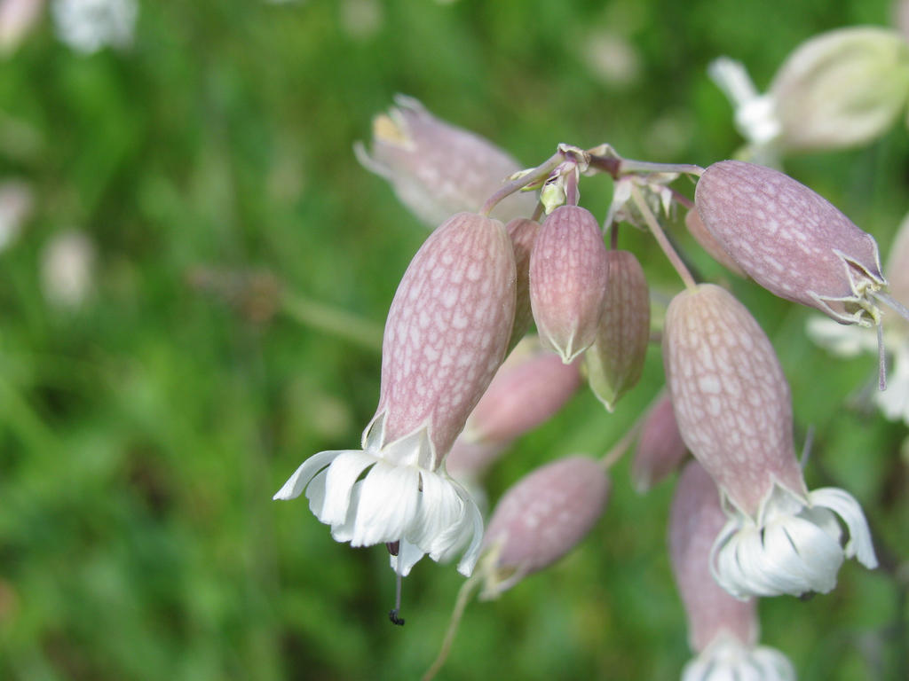 Unknown Flowers