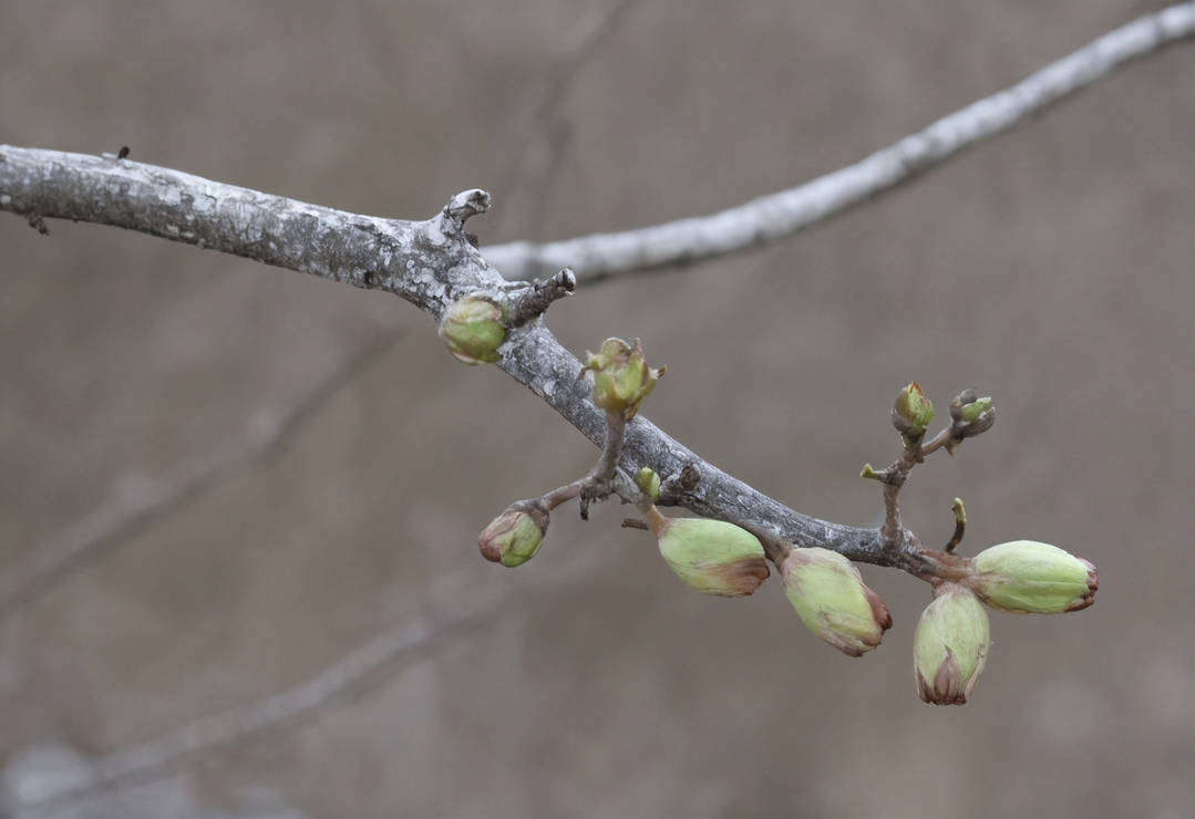 Spring Tree Budd Spring Buds 120724 by TheAntiCamper on DeviantArt
