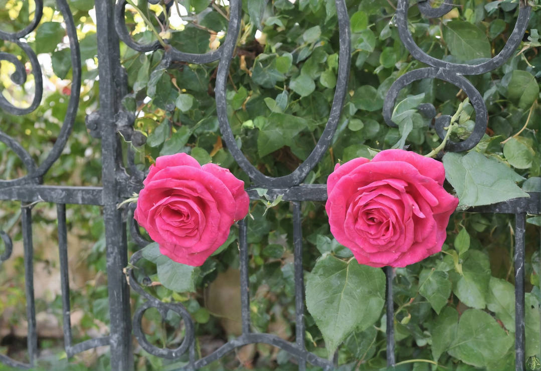 Rose Gate 120724 by TheAntiCamper on DeviantArt