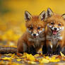 Cute animals 030125 (9)