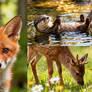Animal landscapes 241125 (4)