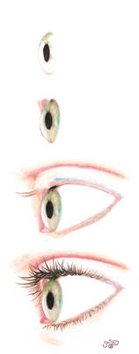 Process of an Eye?