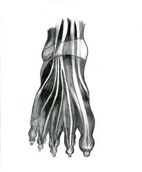 Foot Tendons