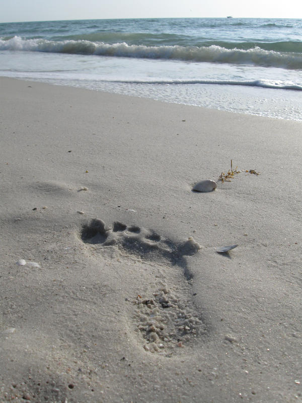 leave nothing but footprints