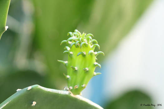 Young cactus 2