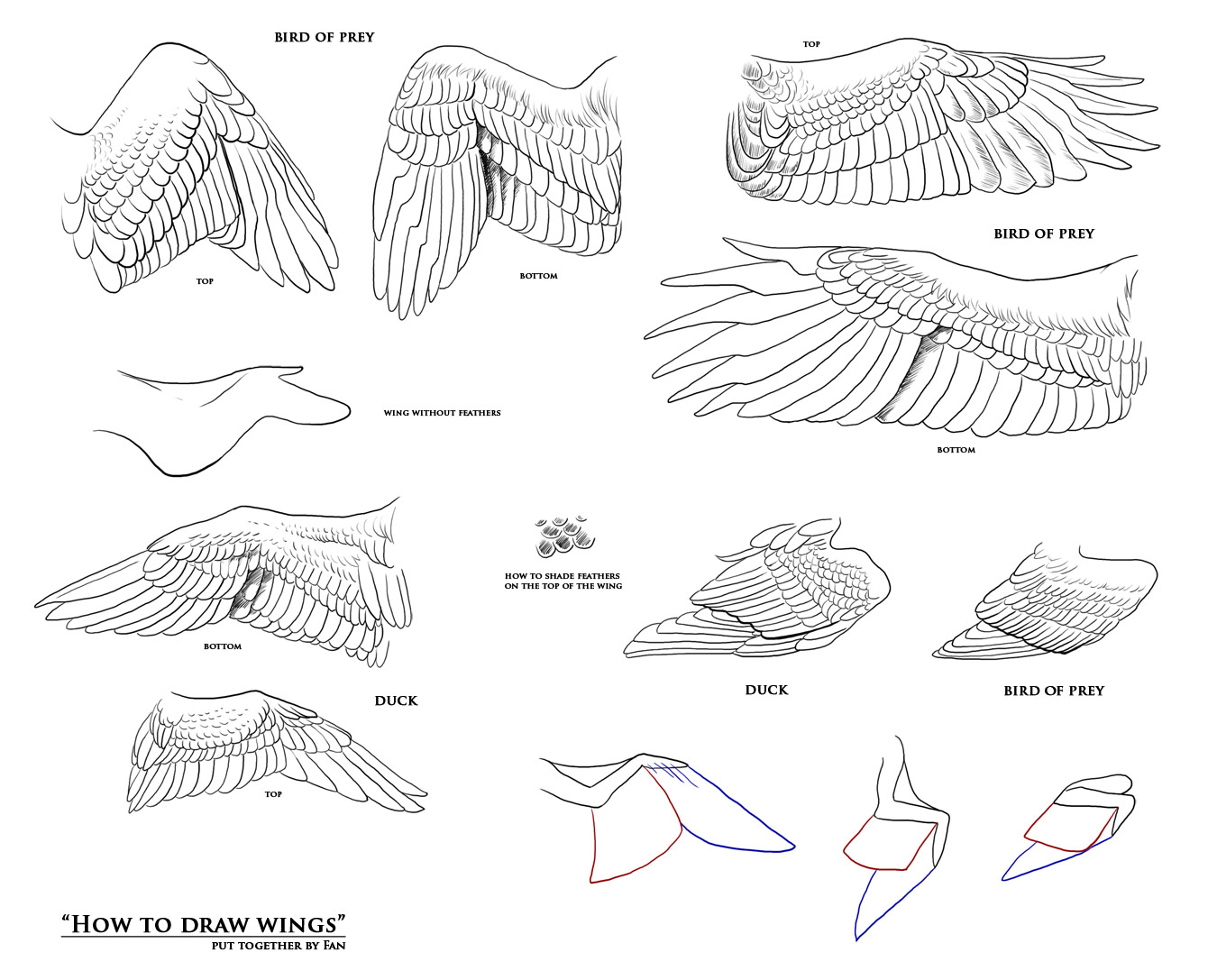 How to draw wings - resources