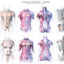 Human anatomy - torso