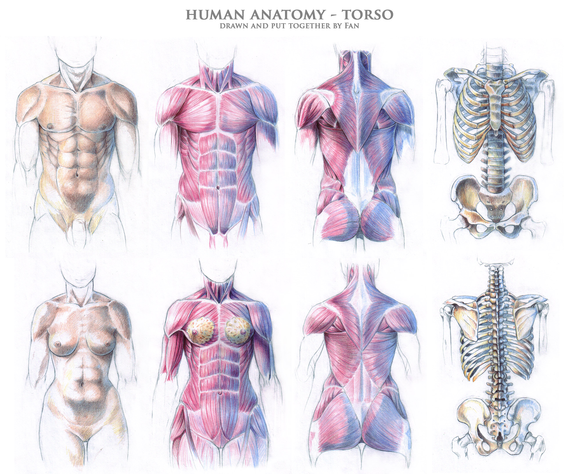 demon on DeviantArt Biology Diagrams