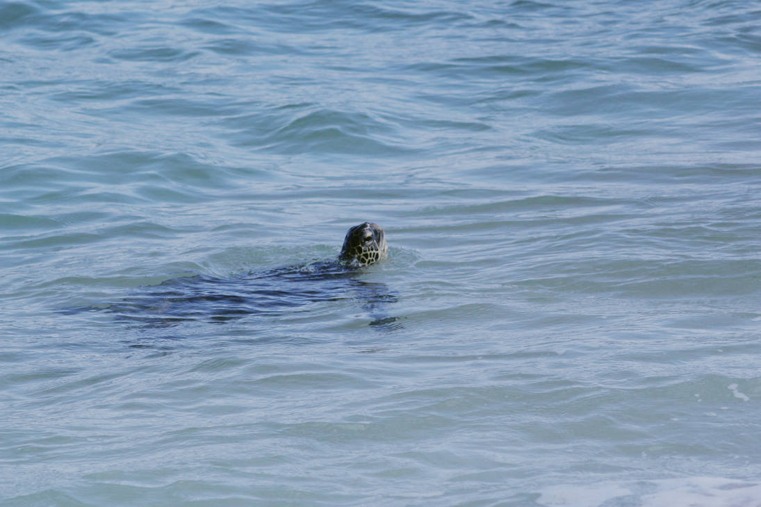 Sea Turtle 1 by wandering-nerd on DeviantArt