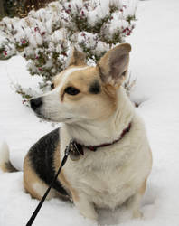 Aella in snow