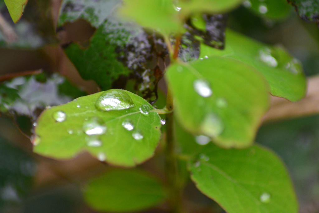 raindrops on leaves