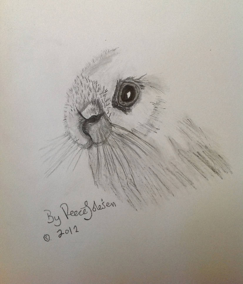 Sketch of a Rabbits eye by reeceJolesen on DeviantArt