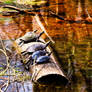 Turtle Pond