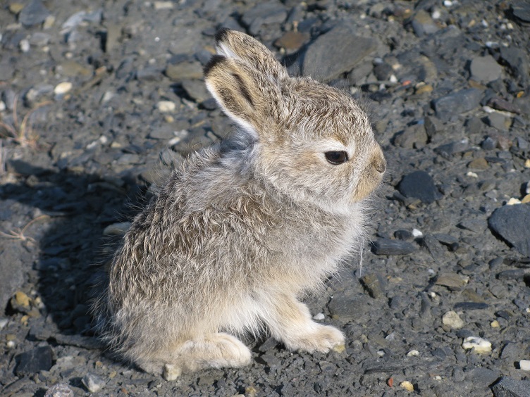 Artic Rabbit Family Arctic Hare Babies Arctic Hare Bunny Lepus Arcticus Tundra Greenland