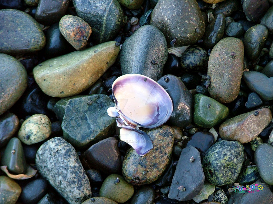 Musell Shell Mussel Shell by DotsPerInspiration on DeviantArt