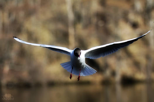 Black-headed Gull