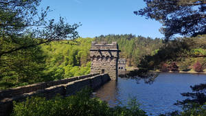 Lady bower