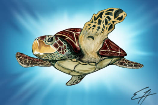 Sea Turtle