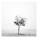 Tree In The Wind by MahmoudYakut