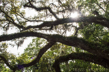 Through the canopy