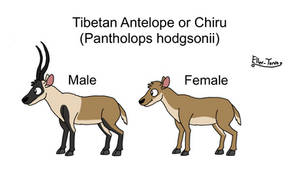 Asian Animals: Tibetan Antelope or Chiru